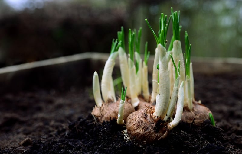 Seedlings