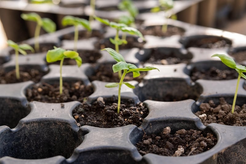 Seedling Care