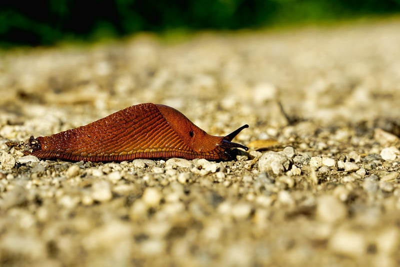 Snail